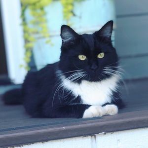 Meet your Posher, Ariel